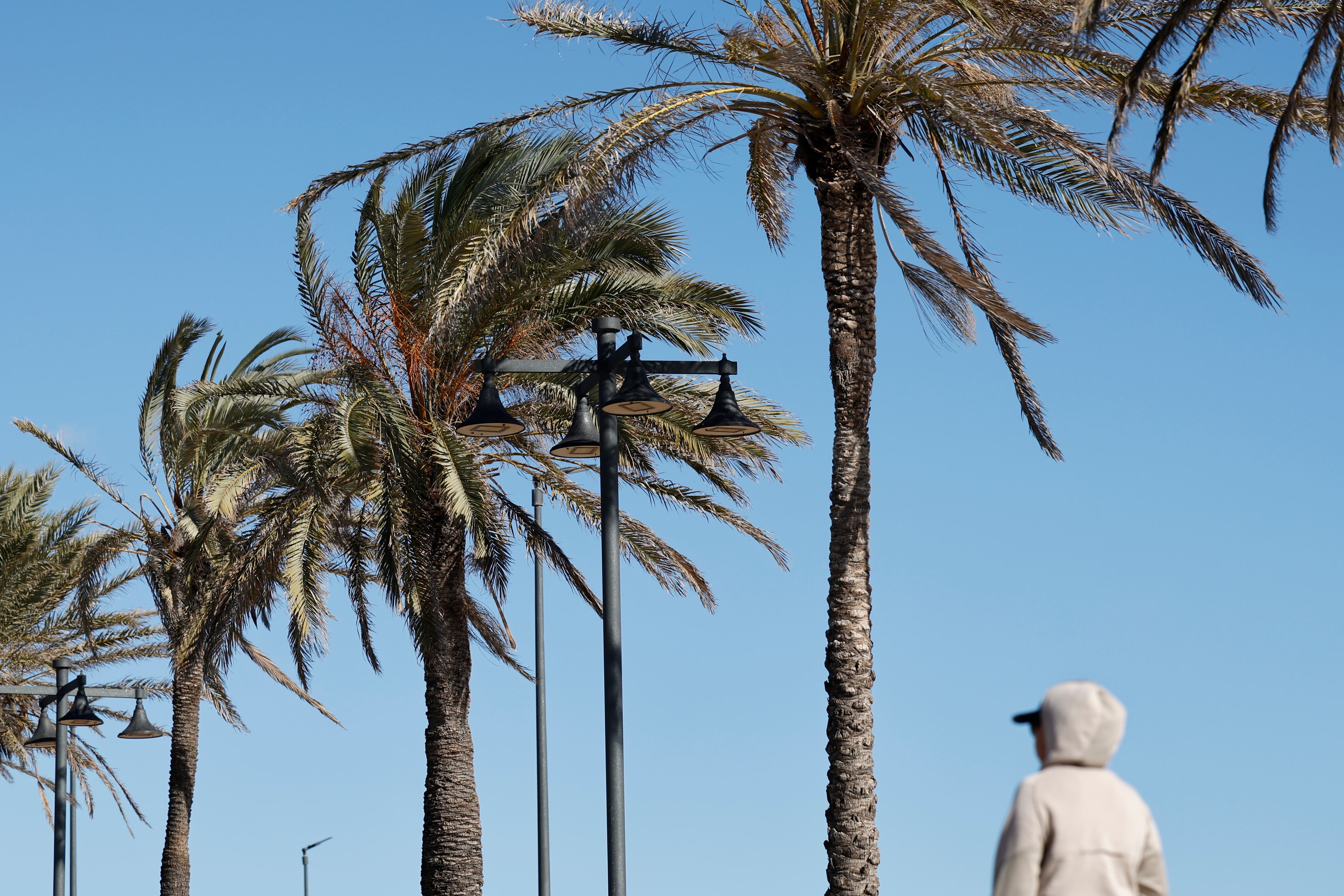 Las hojas de  las palmeras del paseo de la playa de La Malvarrosa, son agitadas por el fuerte viento, este sábado en Valencia. 