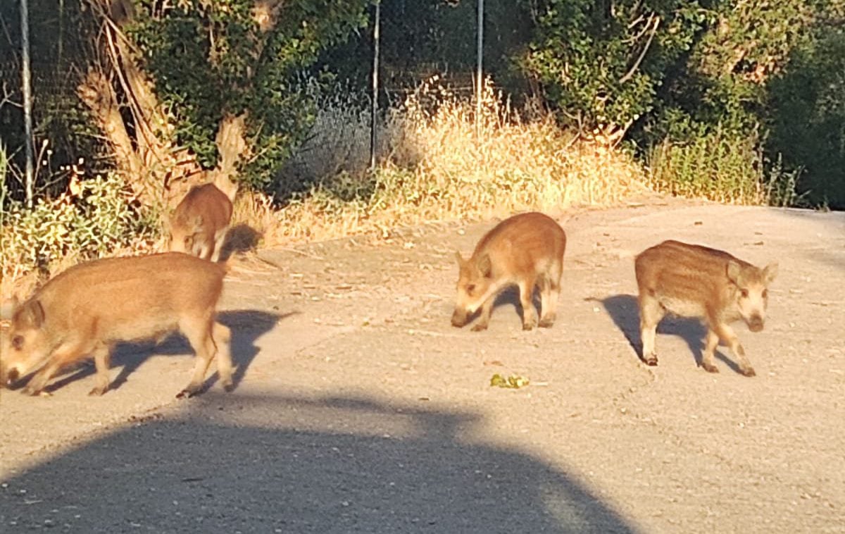 Un grupo de jabalíes en zonas verdes urbanas en San Sebastián de los Reyes