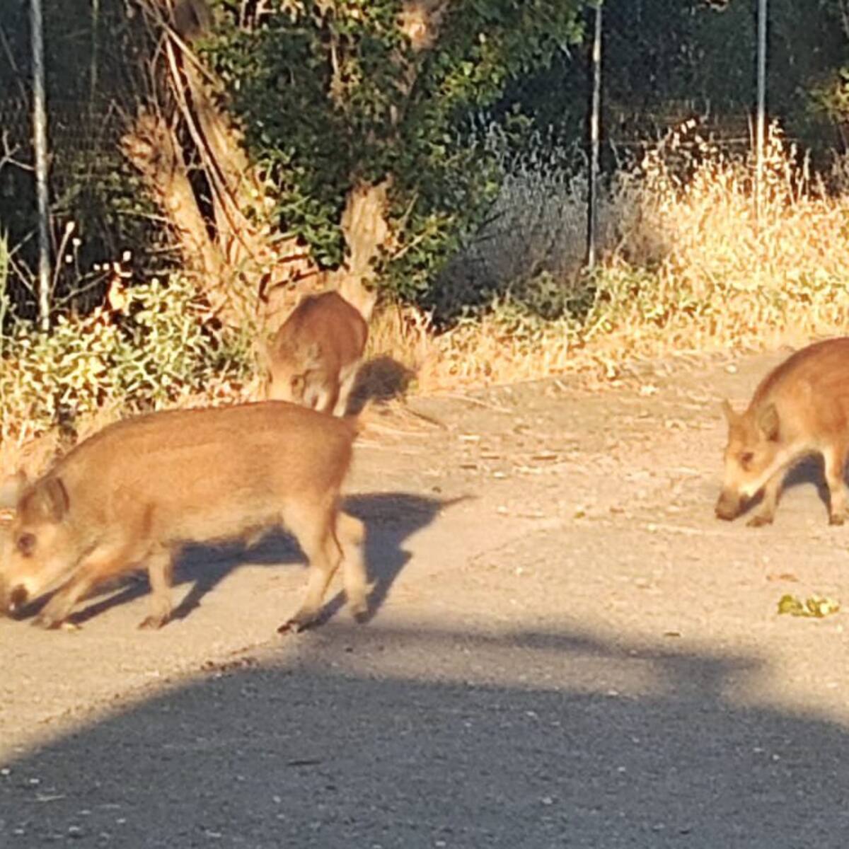 Detectan en San Sebastián de los Reyes comederos para jabalíes en zonas verdes urbanas que ponen en riesgo a personas y mascotas