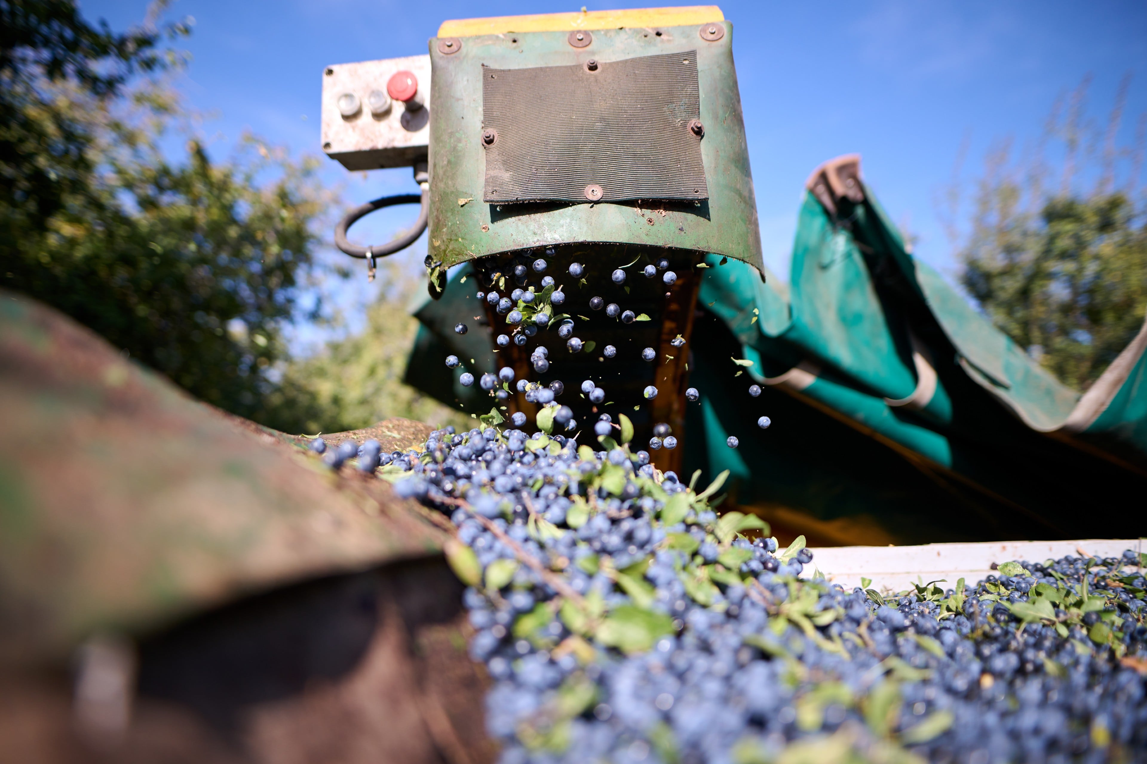 La IG Pacharán Navarro comienza la campaña de recolección