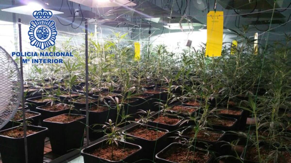 Desmantelan en Cox un cultivo con 20 kilos de marihuana