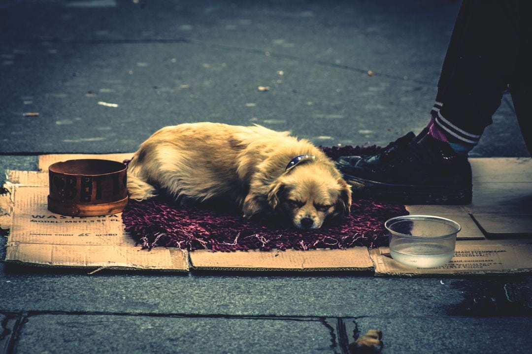 El albergue municipal permitirá a sus usuarios acceder con su perro