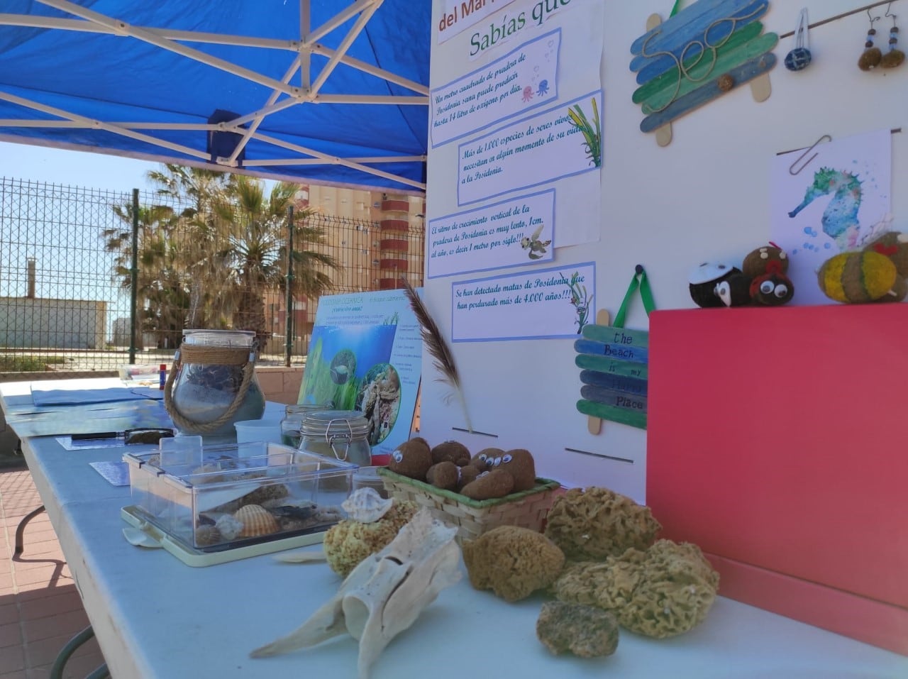 Un taller en la playa da a conocer los beneficios de la Posidonia oceánica para el ecosistema litoral