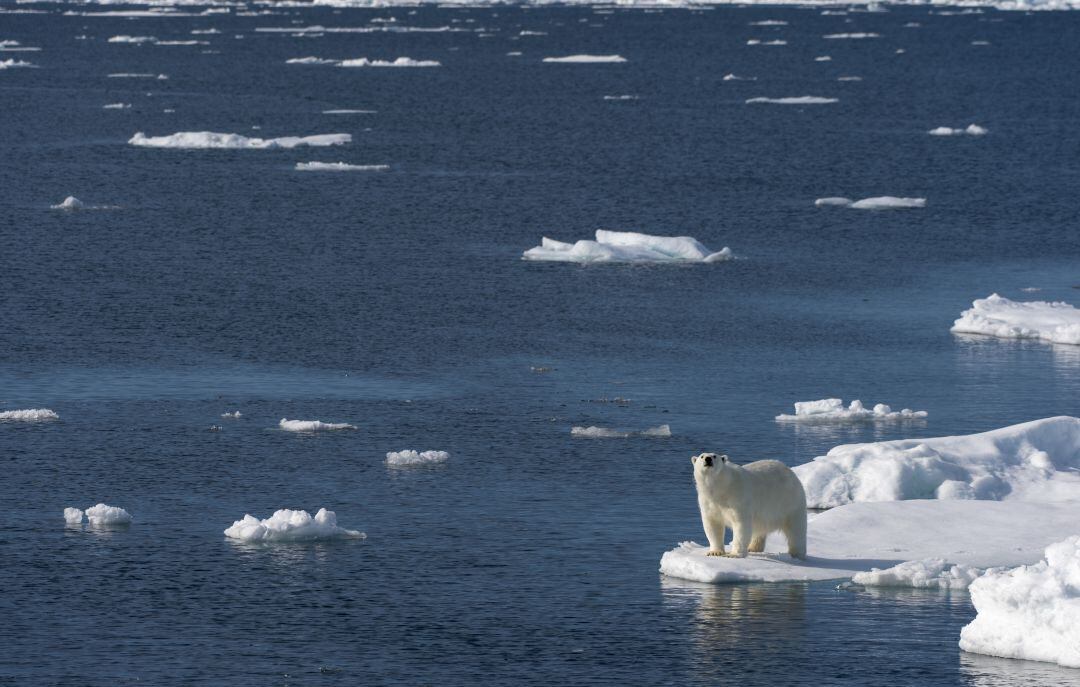 Un oso polar en el ártico, en una foto de recurso.