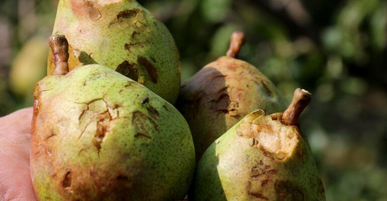 Per Agroseguro, la tempesta del 16 d'agost va afectar 2.500 hectàrees de cultius.