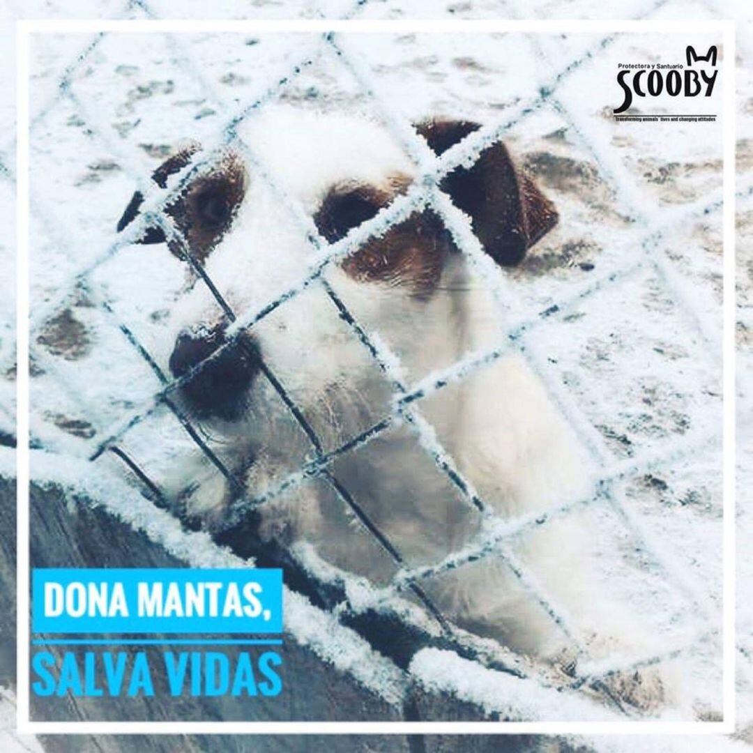 Scooby Palencia pone en marcha una campaña para conseguir mantas que protejan del frío a los perros de la protectora