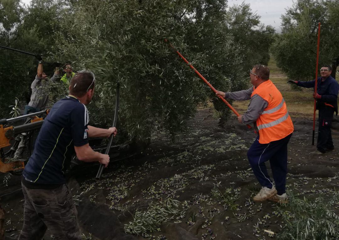 Varias personas trabajan en la recogida de la aceituna.