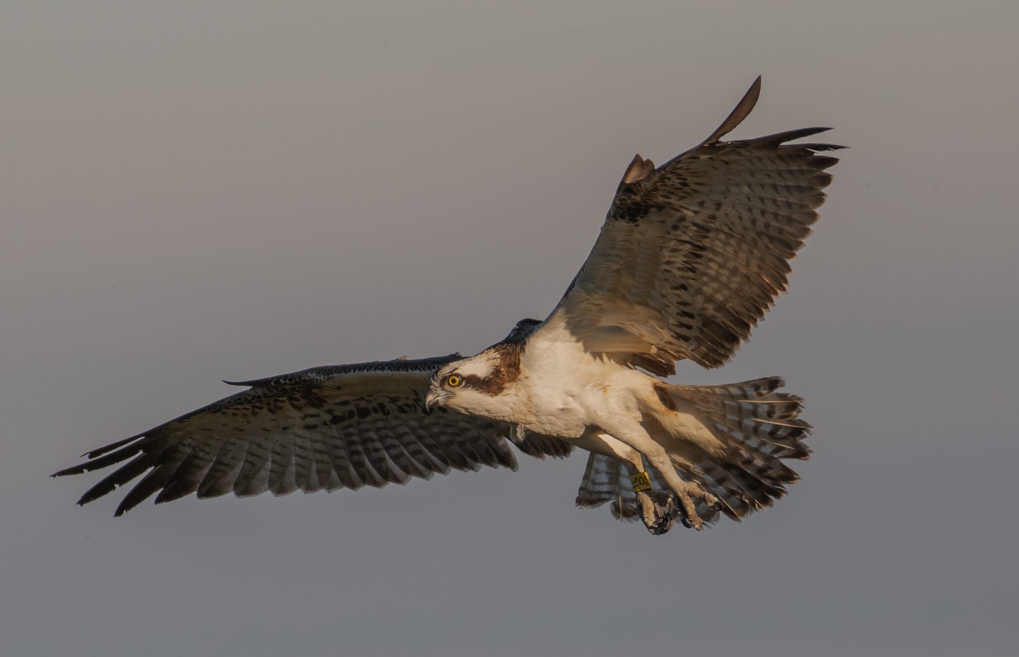 Estell, el águila pescadora que habita en la Marjal de Pego-Oliva.