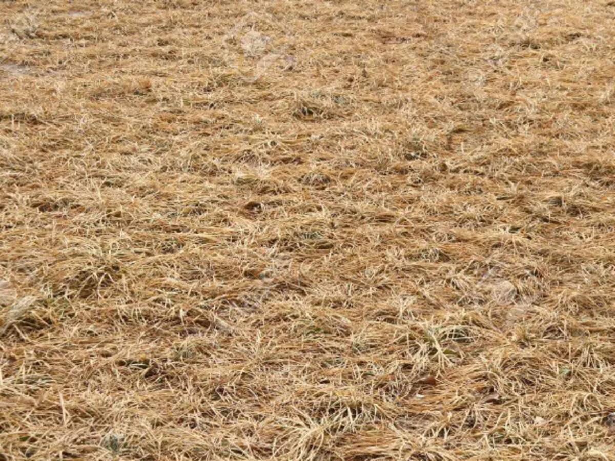 El concejal de Agricultura de Talavera, molesto por la "exclusión " de la ciudad del Plan de Sequía