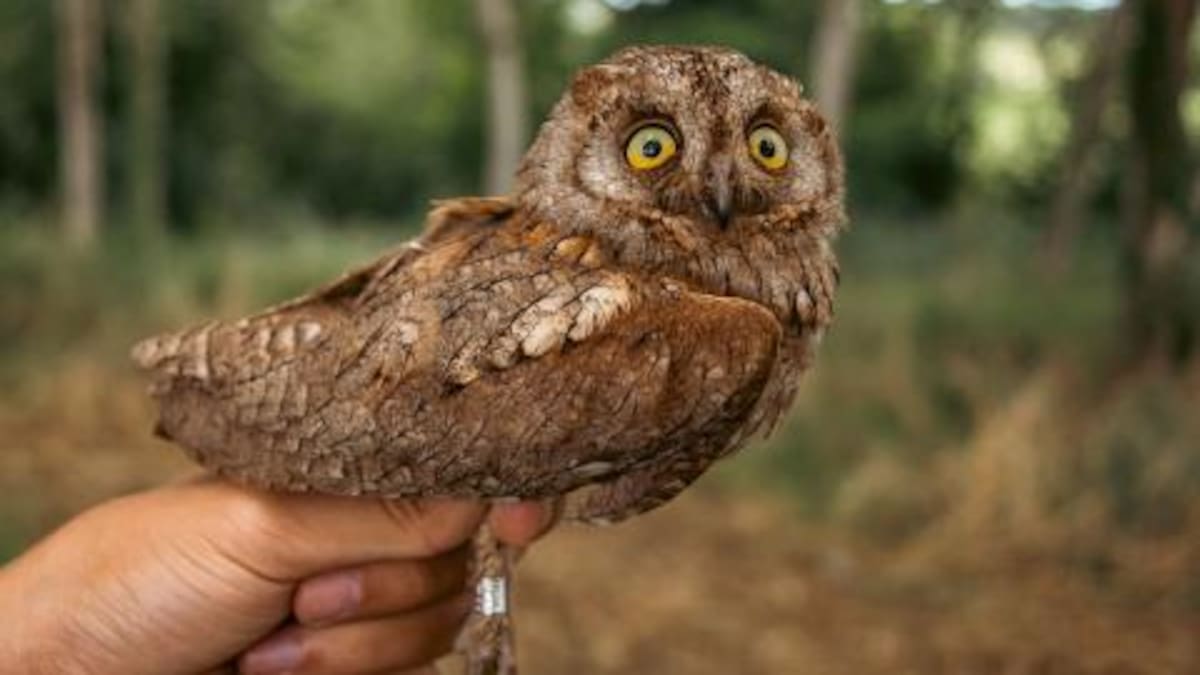 El Guardabosques: el autillo