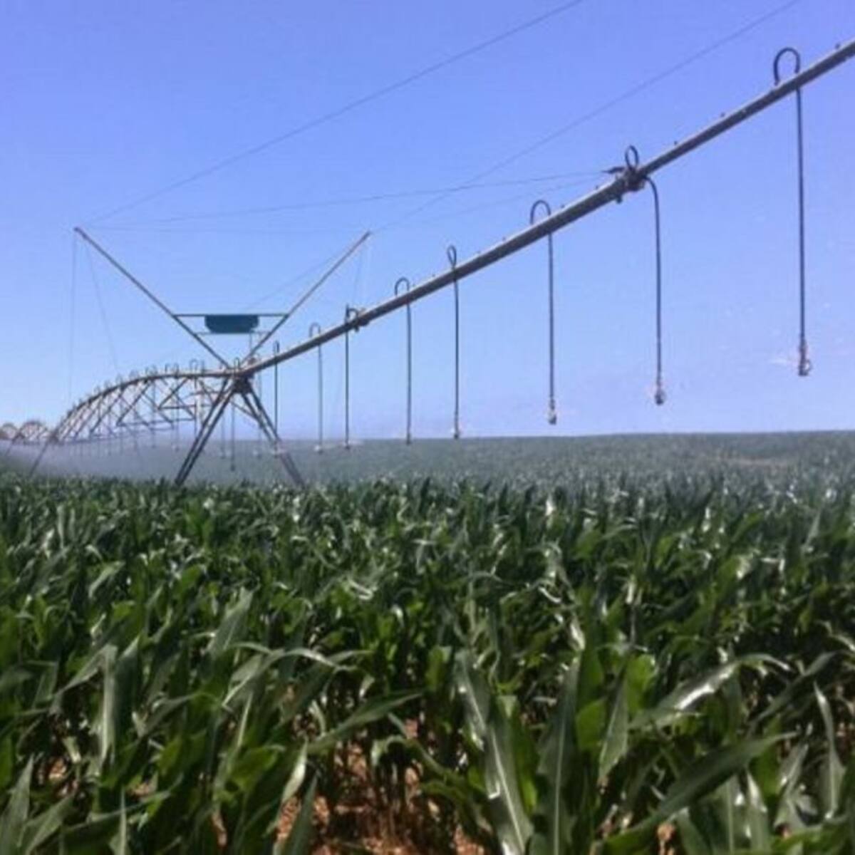 La primavera lluviosa y el trasvase de Riaño han posibilitado una buena campaña de riego en Palencia