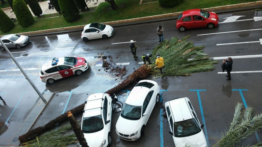 Imagen del árbol volcado por el viento. Temporal. Vendaval