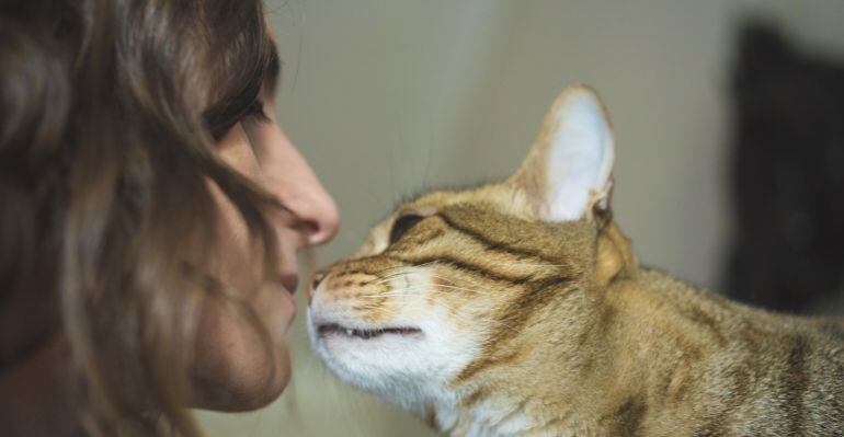 Albacete ya cuenta con un protocolo de protección de animales