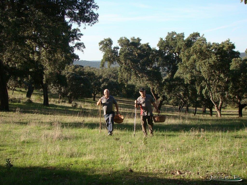 Antonio Becerra y Eloy Becerra, hermanos de José, recolectando setas