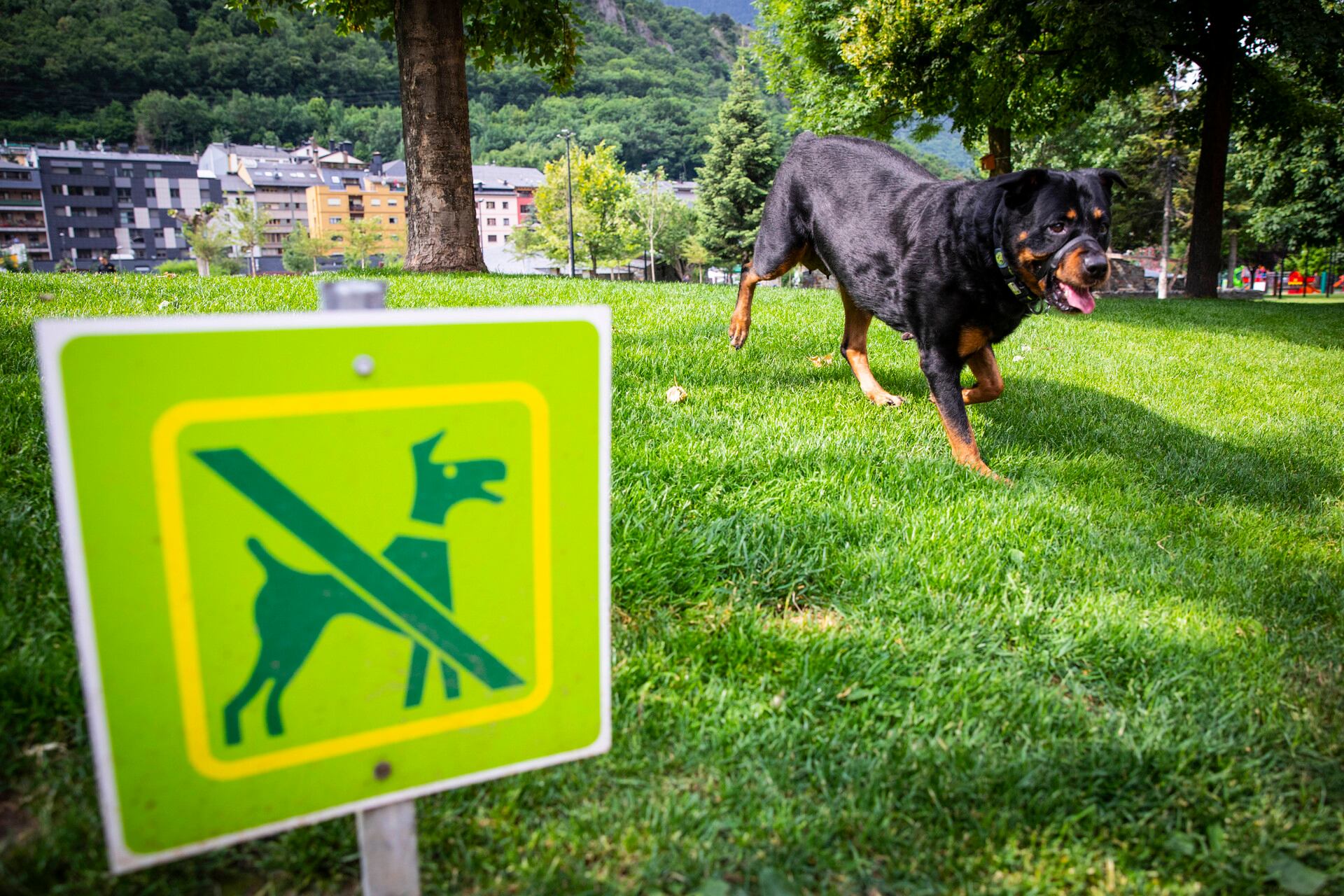 El comú d'Andorra la Vella va imposar l'any passat 77 sancions per incivisme a la via pública, la majoria relacionades amb la tinença d'animals