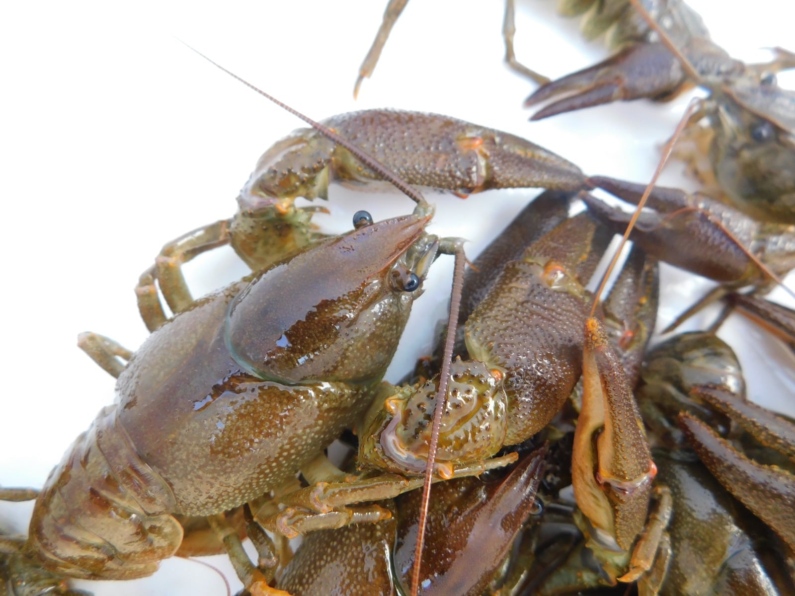 Varios cangrejos autóctonos de la Península Ibérica