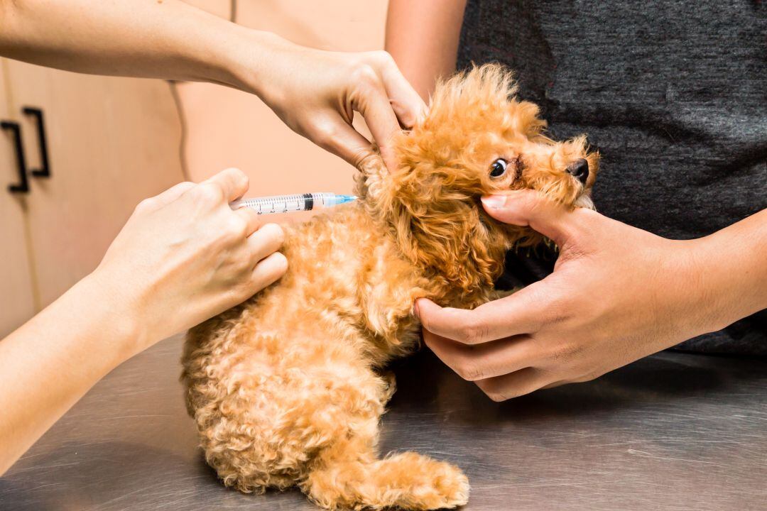 El movimiento antivacunas llega a las mascotas