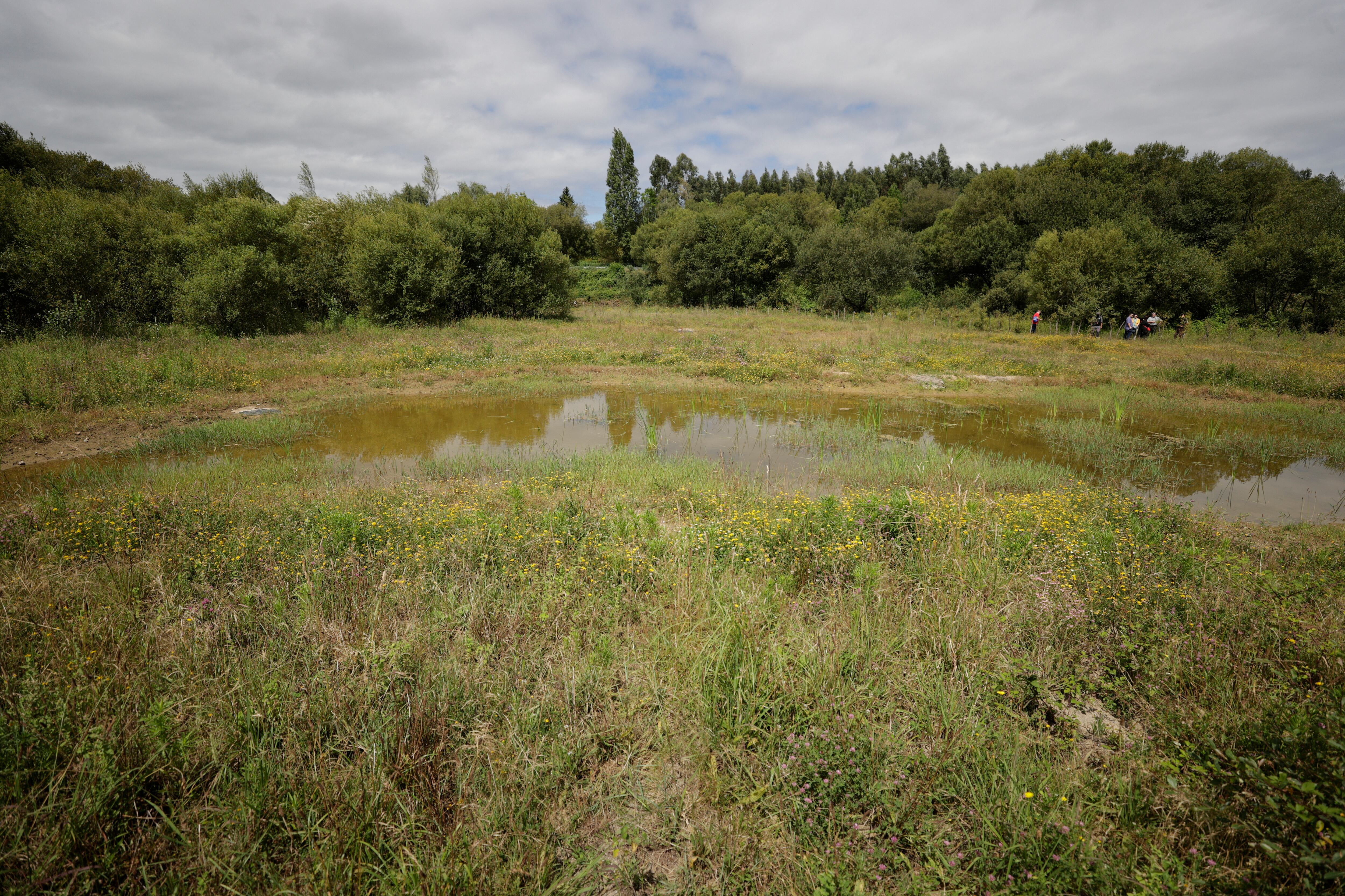 Vista del hábitat natural restaurado en el concello coruñés de Bergondo, un espacio antes ocupado por un campo de fútbol y un campo de tiro. Una actuación enmarcada en la senda del Rego de Callou, a los pies de la Ría de Betanzos.