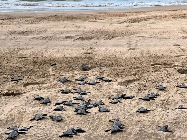 Tortugas en una playa de la isla de Palawan