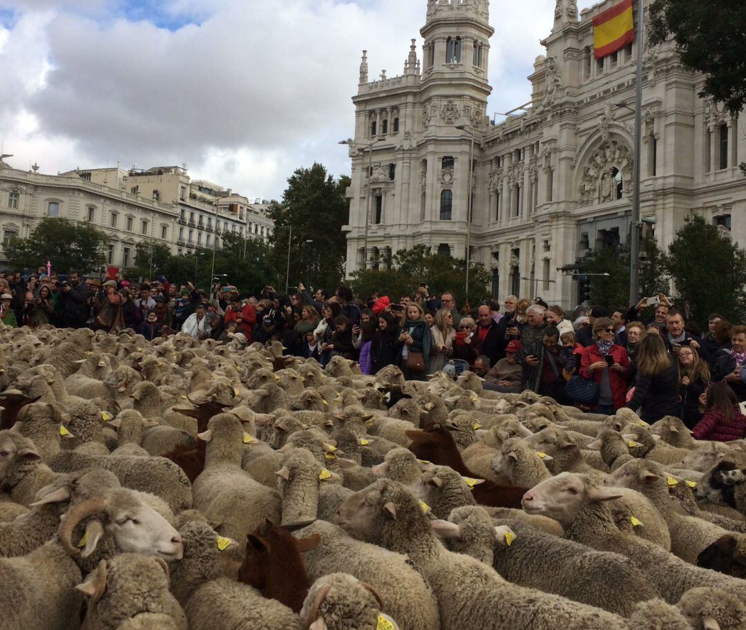 La Fiesta de la Trashumancia 2019 llegando a Cibeles