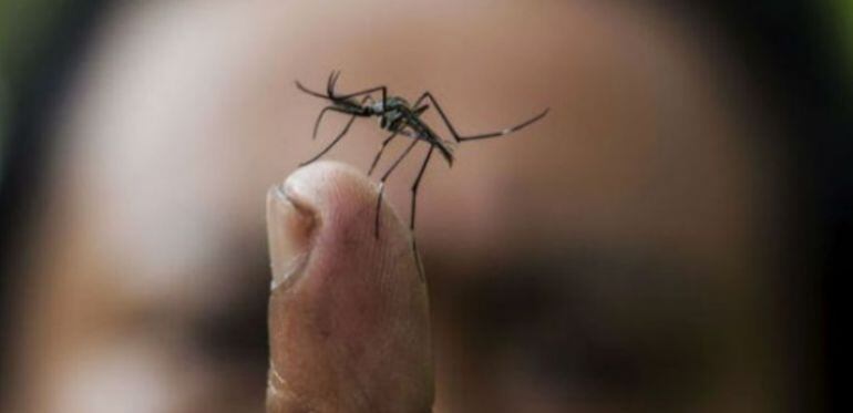 Imagen del mosquito Aedes albopictus, más conocido como &#039;mosquito tigre&#039;