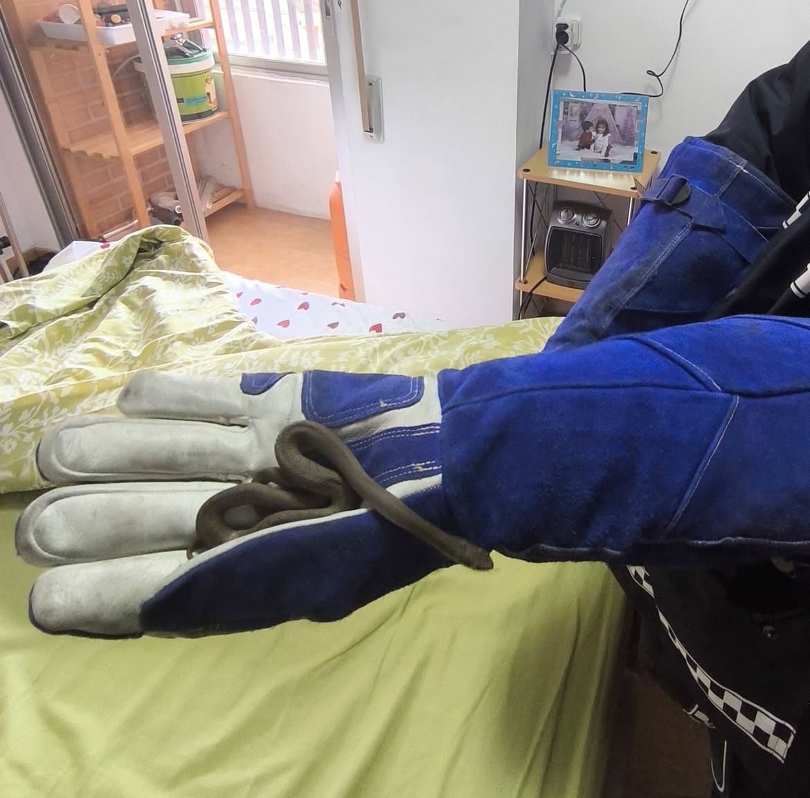 Momento de la retirada de la culebra