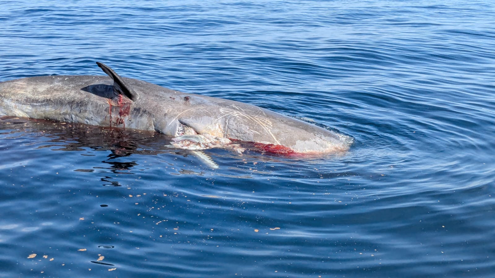 Cachalote de 15 metros hallado al sur de la isla de Tabarca (Alicante)