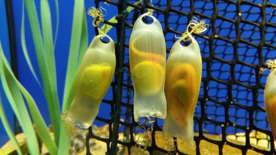 Huevos de pintarrojas en la &quot;guardería&quot; del Acuario de Sevilla