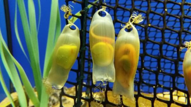 Huevos de pintarrojas en la "guardería" del Acuario de Sevilla
