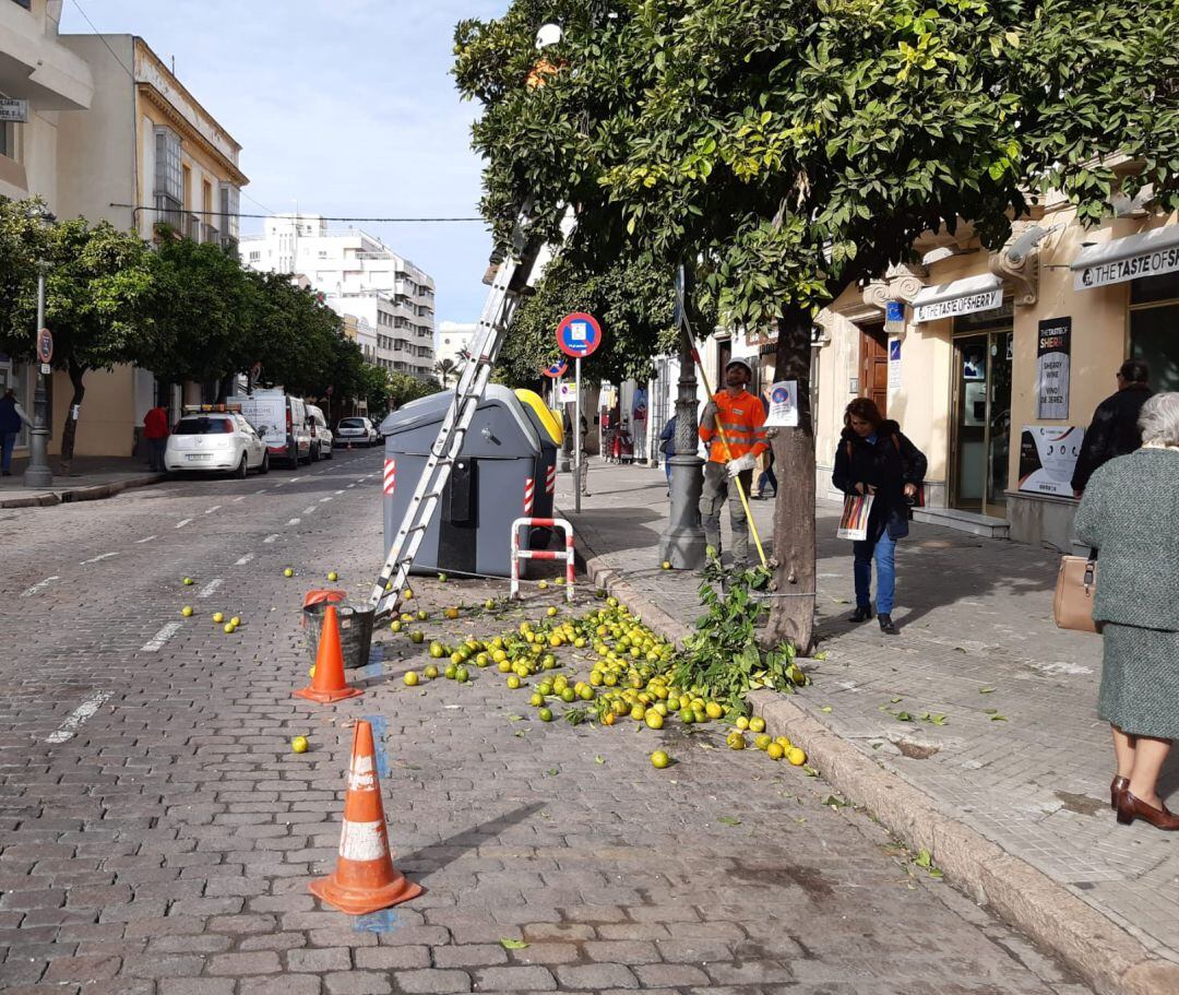 Operarios recogiendo naranjas en el centro de la ciudad