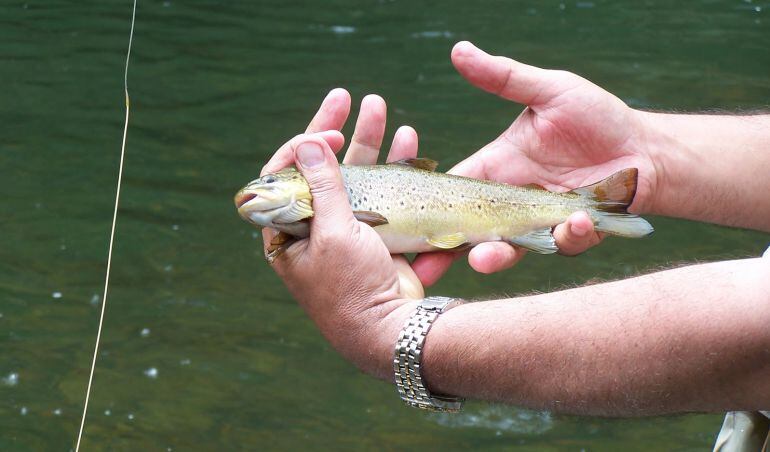 Un ejemplar de trucha.