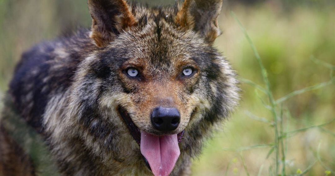 Un ejemplar de lobo ibérico.