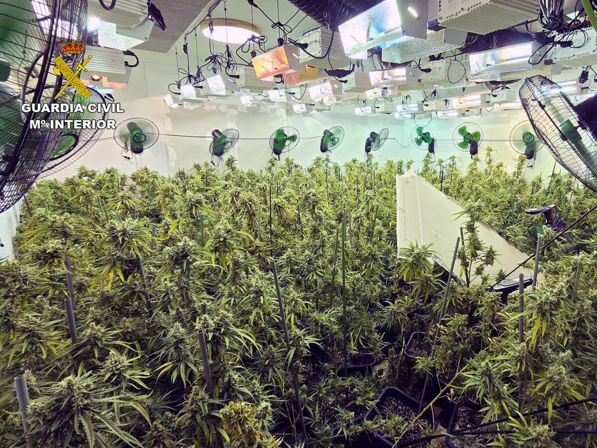 La Guardia Civil detiene a tres personas en Cartagena por un cultivo de marihuana de 700 plantas
