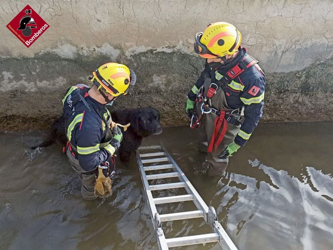 Rescate de un perro que cayó a una acequía en Catral