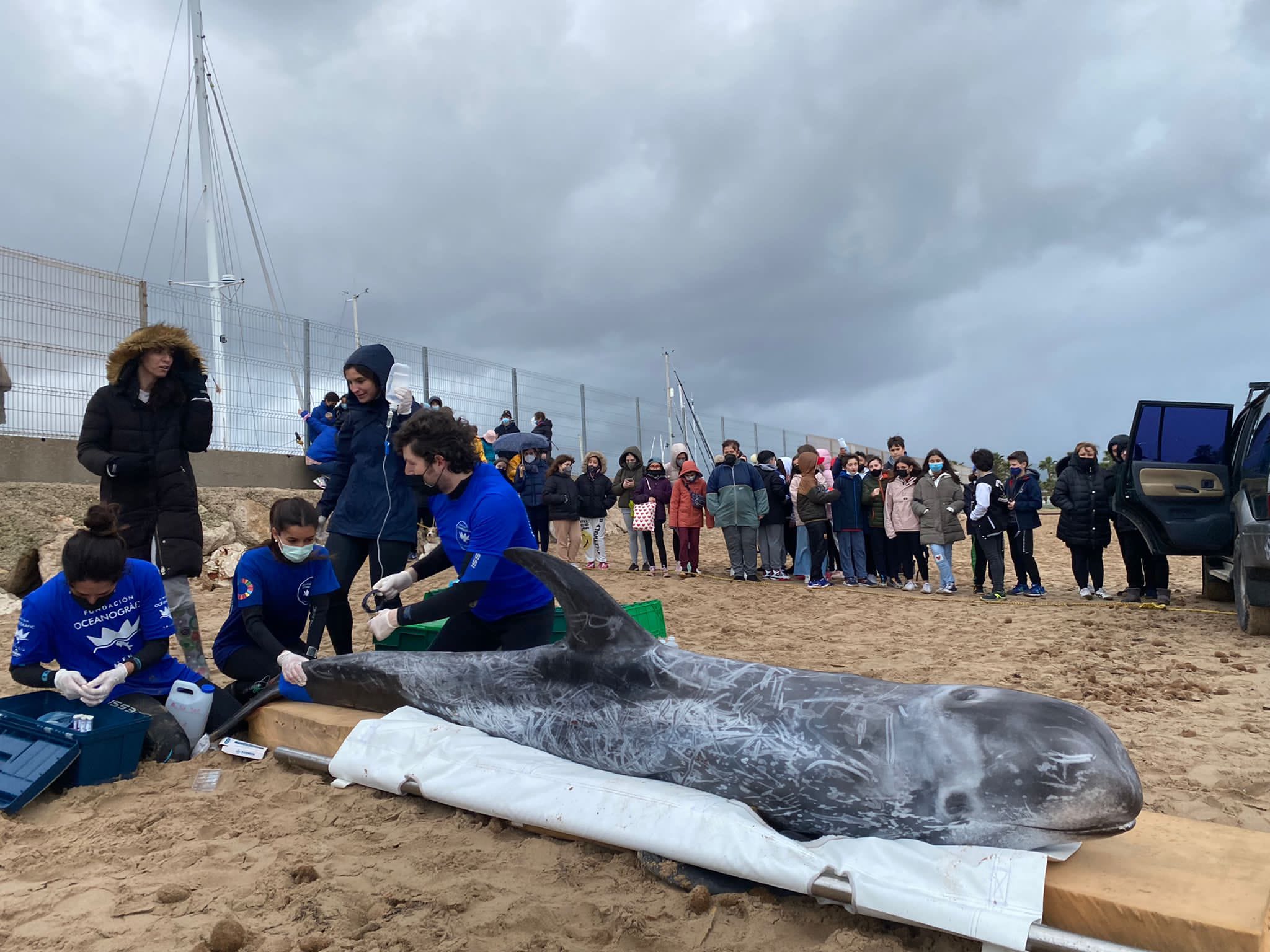 Delfín rescatado en la playa de Oliva