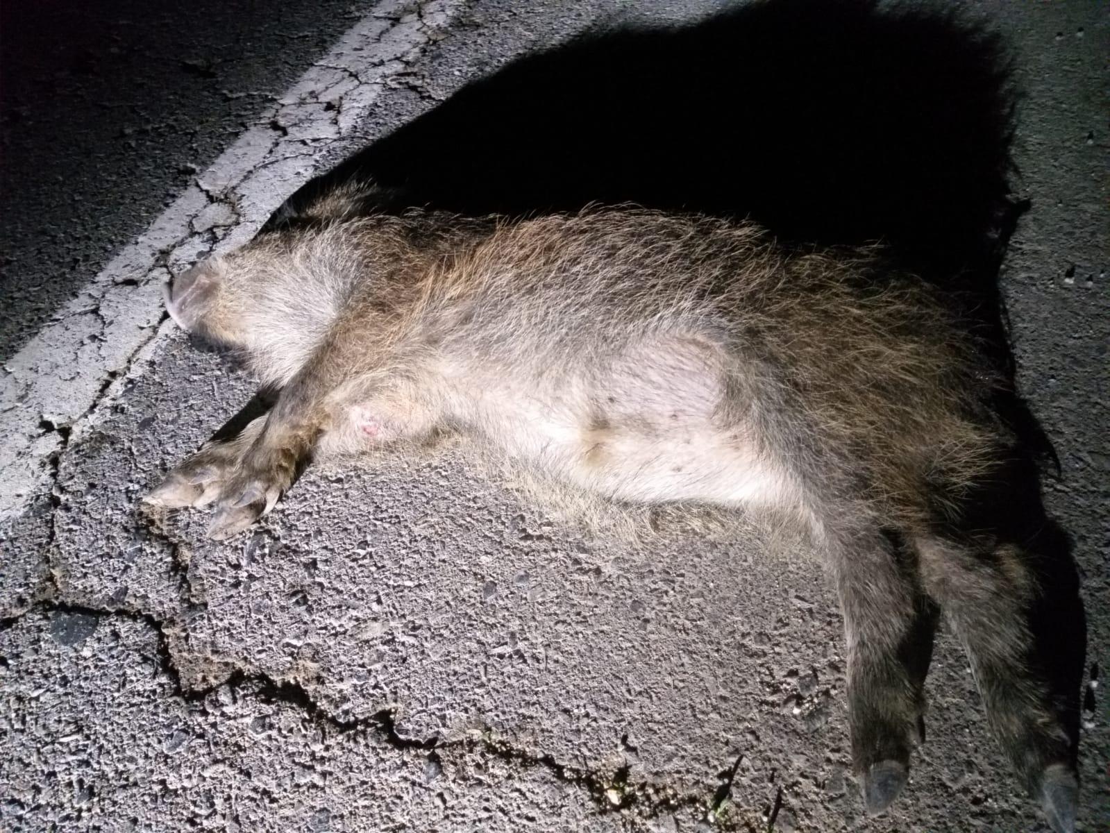 Foto de archivo de un jabalí muerto en un accidente