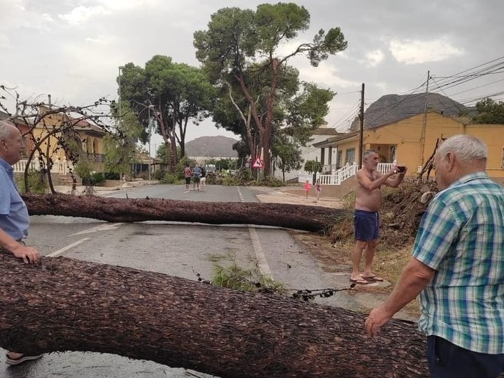 Árboles caídos por el reventón húmedo en la provincia de Alicante.