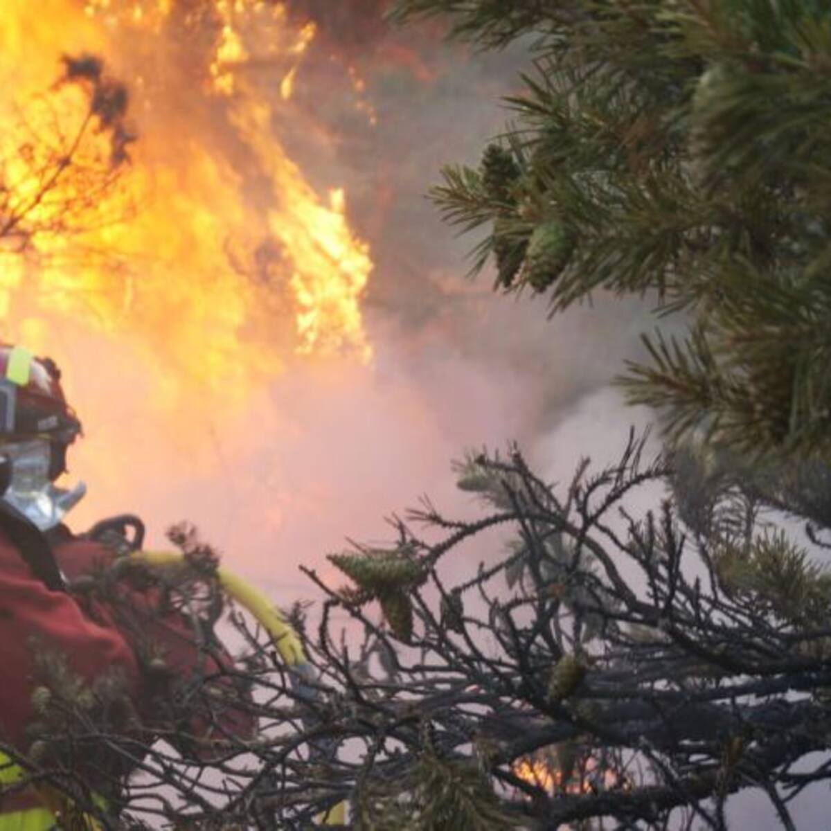 Se tardará más de medio siglo en recuperar una de las zonas de bosque mejor conservada de España