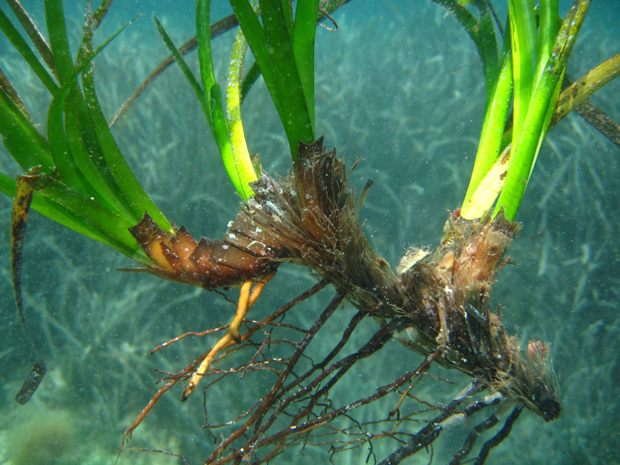 Proyecto Bosque Marino de Pollença