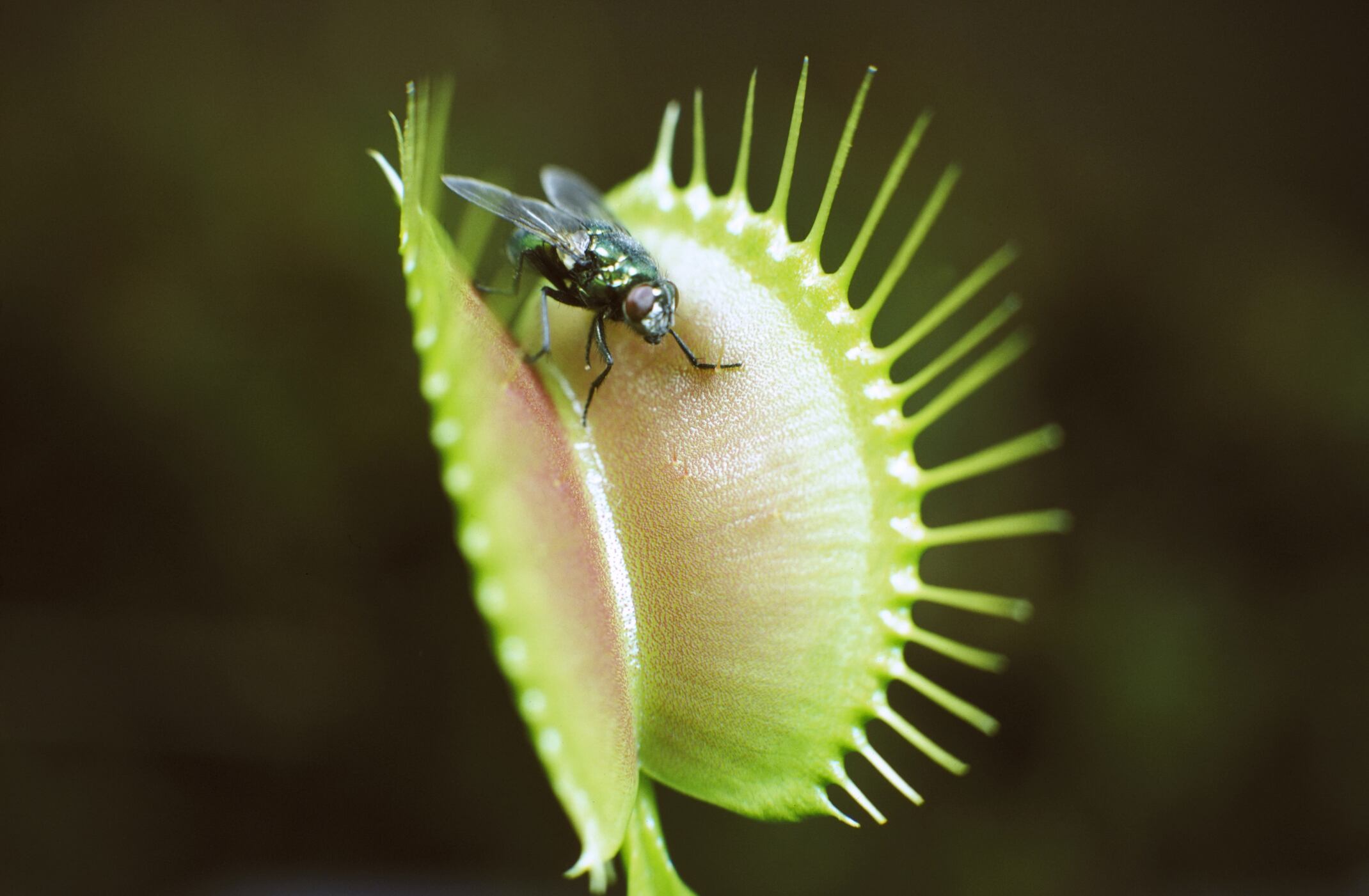 Planta carnívora.