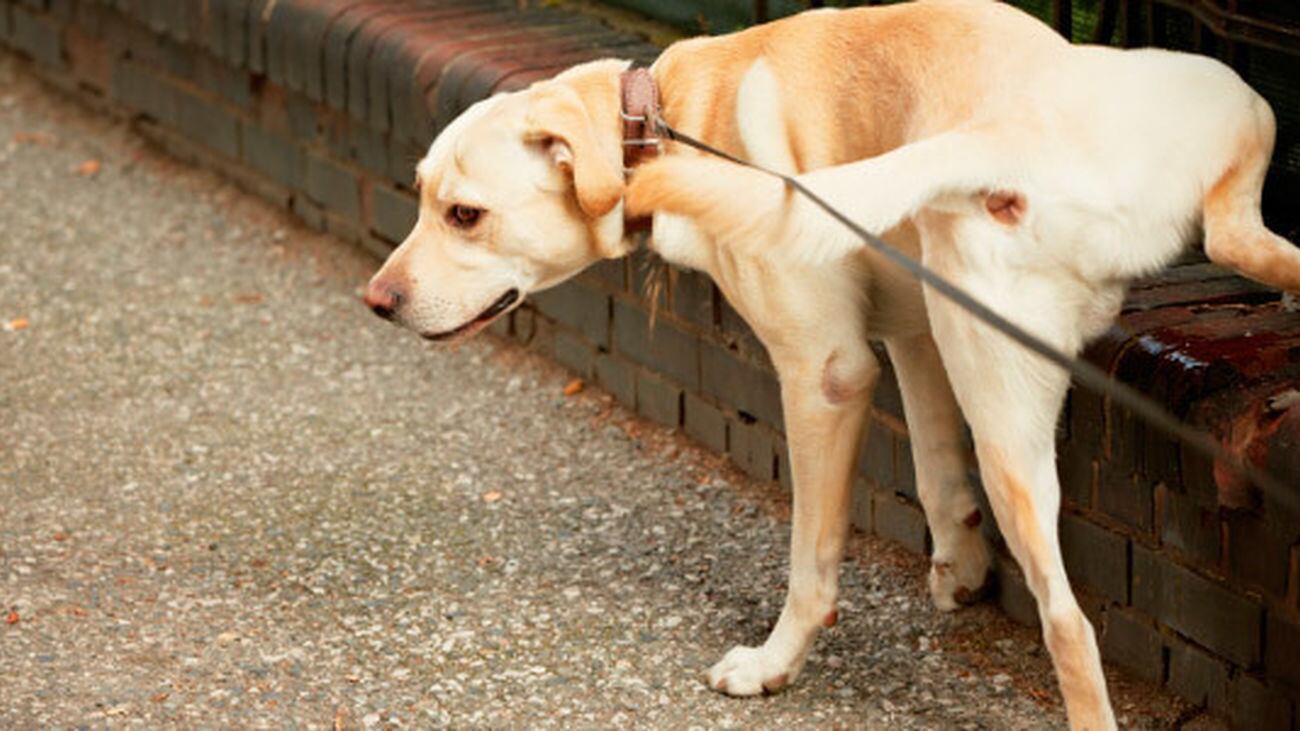 Perro haciendo sus necesidades