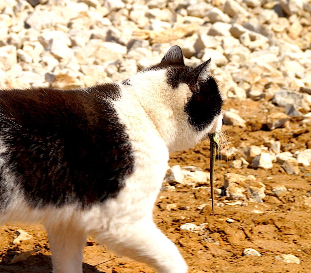 Gatos asilvestrados