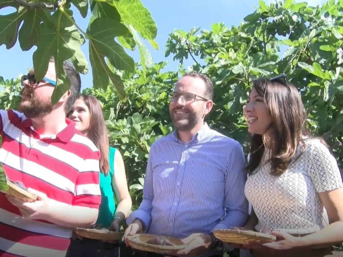 El Camp d'Elx produce 2,6 millones de kilos de brevas e higos