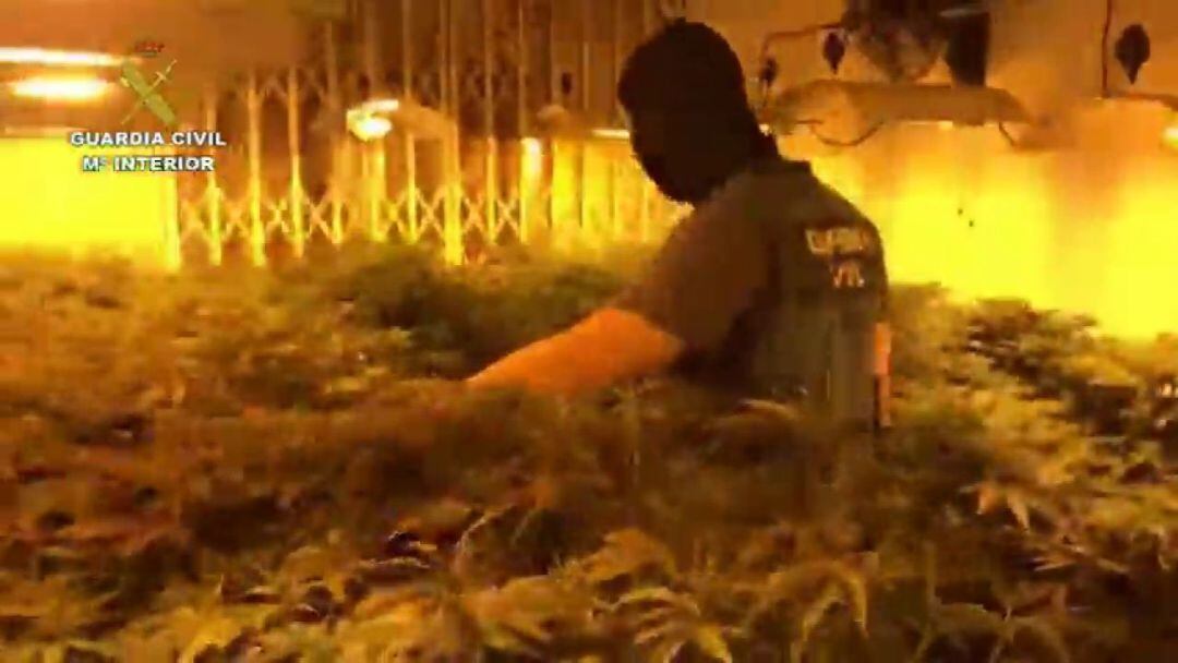 Desmantelan un narco bloque con 2.240 plantas de marihuana y 240 enganches ilegales en Roquetas de Mar.