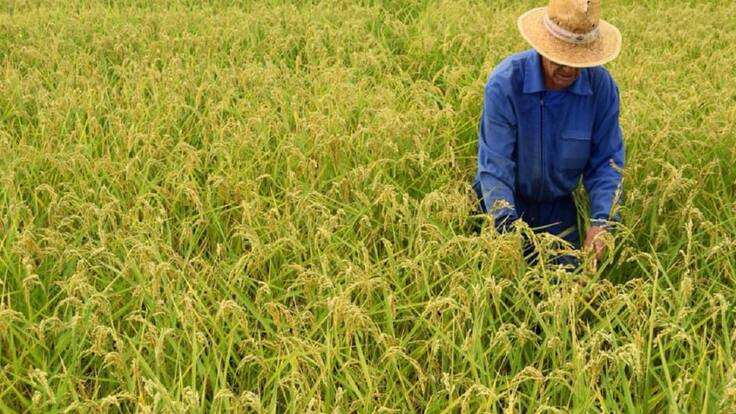 Los arrocales "verdedorados" de Calasparra se preparan para la siega en octubre