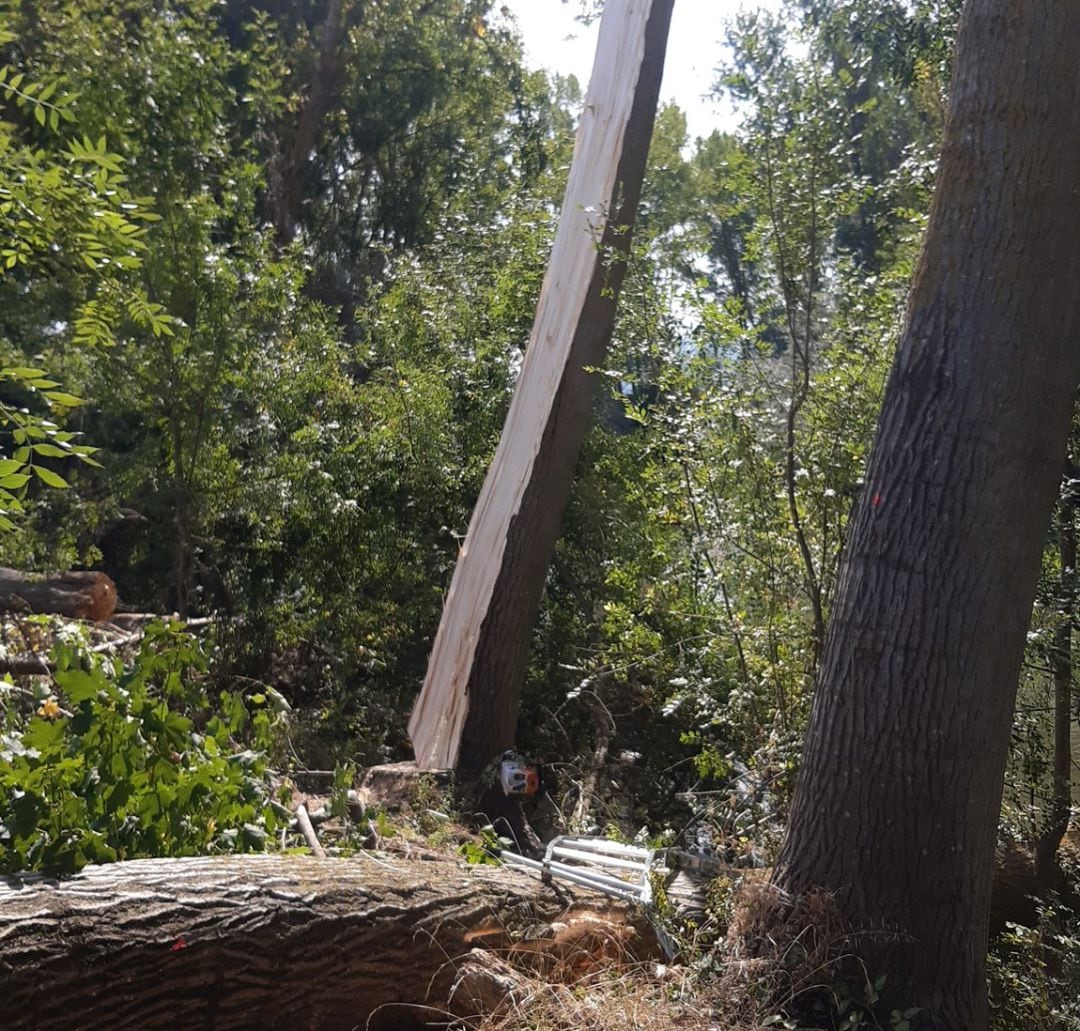 Nuevo accidente laboral en el sector forestal