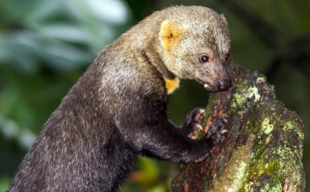 La tayra esconde sus plátanos para recuperarlos una vez que han madurado