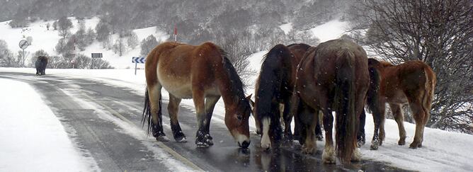 Varios caballos beben agua en un charco de una carretera del puerto leonés de las Señales donde el temporal de nieve y frío dificulta la circulación el día 1 de diciembre.