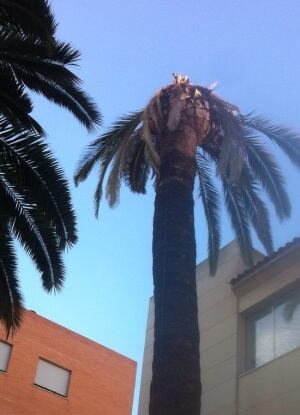 Palmera afectada por el picudo rojo