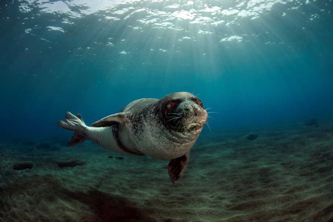 Foca monje mediterránea en Madeira.